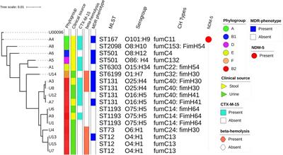 Non-lactose fermenting Escherichia coli: Following in the footsteps of lactose fermenting E. coli high-risk clones